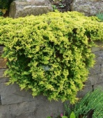 Можжевельник горизонтальный "Golden Carpet" (Juniperus horizontalis), С2