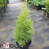 Туя западная Смарагд Лайт C5