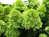 Гортензия метельчатая "Limelight" (Hydrangea paniculata), C2