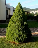 Ель сизая "Conica" (Picea glauca) С7.5  высота 80-85см.