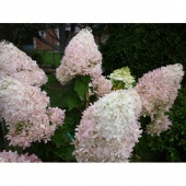 Гортензия метельчатая Фантом (Hydrangea paniculata Phantom) C2