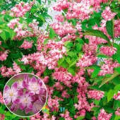 Дейция гибридная "Strawberry Fields" (Deutzia x hybrida), С5
