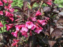 Вейгела "Alexandrina" (Weigela) C5
