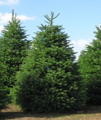 Пихта кавказская "Kulista" (Abies normanniana), С7,5