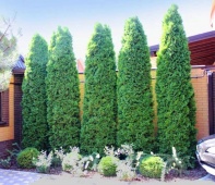 Туя западная "Columna" (Thuja occidentalis) C2 35-40см
