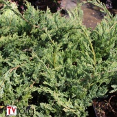Можжевельник горизонтальный "Blue Chip" (Juniperus horizontalis) С2