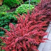 Барбарис Тунберга "Golden Ring" (Berberis thunbergii) C2