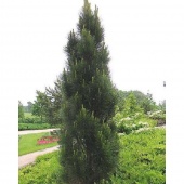 Cосна чёрная Молетте (Pinus nigra Molette) С3