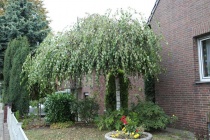 Береза бородавчатая "Youngii" C10