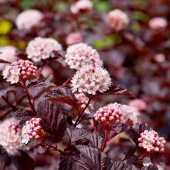Пузыреплодник калинолистный Диабло (Physocarpus opulifolius Diabolo) C2