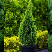 Туя западная "Смарагд" высота 50-60 см. 