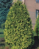 Туя западная "Wareana Lutescens" (Thuja occidentalis),С2