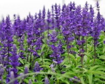 Шалфей Blauhugel С2