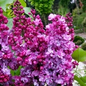 Сирень обыкновенная Князь Волконский (Принц Волконский) С3