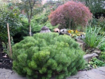 Сосна горная (Pinus mugo var. pumilio), p9