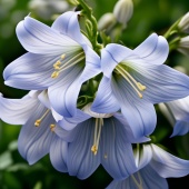 Колокольчик карпатский голубой С2