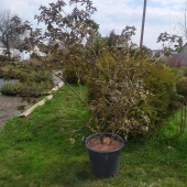 Рододендрон ПЖМ Элит C5