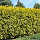 Туя западная "Golden Brabant" (Thuja occidentalis)P9