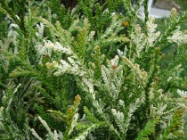 Туевик долотовидный "Variegata" (Thujopsis dolabrata) С7,5 50-60см.