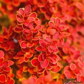 Барбарис Тунберга "Orange Pillar"  C3