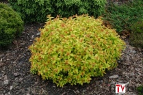 Спирея японская "Goldflame" (Spiraea japonica) С2