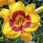 Лилейник Фулд Ми С3 