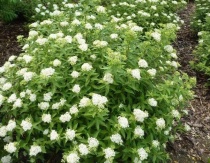 Спирея японская «Albiflora» С3