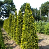 Туя западная "Aurescens" (Thuja occidentalis), C3