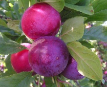 Алыча "Алёнушка" С10