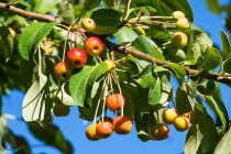 Яблоня ягодная в горшке  C7.5