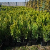 Туя западная "Смарагд" (Thuja occidentalis "Smaragd") P9 15-20см.