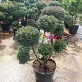 Бонсаи кипарисовик "Lombards", С10