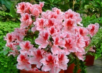 Азалия в ассортименте С15
