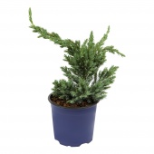 Можжевельник китайский "San Jose" (Juniperus chinensis), C2