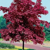 Клен остролистный Кримсон Сентри Crimson Sentry С7,5