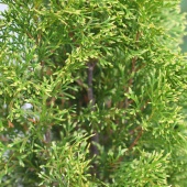 Туя западная "Smaragd Light" (Thuja occidentalis) C15 высота 150см. 