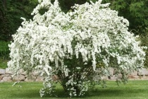 Спирея Вангутта (Spiraea Vanhouttei) С3 