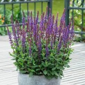 Шалфей дубравный Caradonna C2