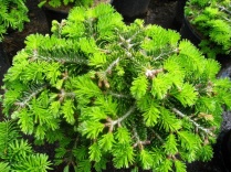 Пихта кавказская "Kolumnowa" (Abies normanniana "Kolumnowa"), С5