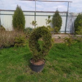 Бонсаи туя западная Смарагд (Thuja occidentalis Smaragd) С25