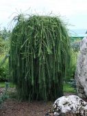 Лиственница Европейская "Пендула" (Larix decidua "Pendula") С7,5