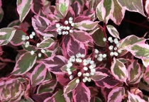 Дерен белый "Сибирика Вариегата" C2