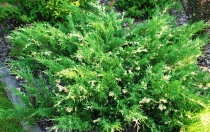 Можжевельник китайский "Expansa Variegata" (Juniperus chinensis) C2