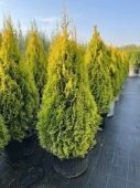 Туя западная "Golden Smaragd" (Thuja occidentalis) C10 100-110см.