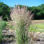 Вейник остроцветковый Овердам C3