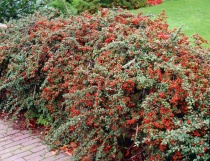 Кизильник гибридный "Coral Beauty" (Cotoneaster x suecicus), С3