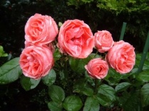 Роза флорибунда Кимоно (Kimono) C2