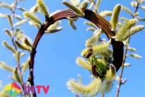 Ива удинская "Sekka" (Salix udensis), С2